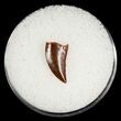 Raptor Tooth From Morocco #5072-1